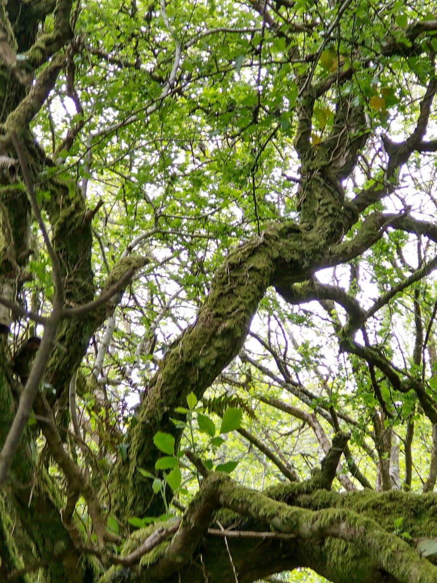 soupdragon's tweet photo. @guyshrubsole hi, more ferns up trees for you - near St Austell in Cornwall https://t.co/VZfQFFyce8