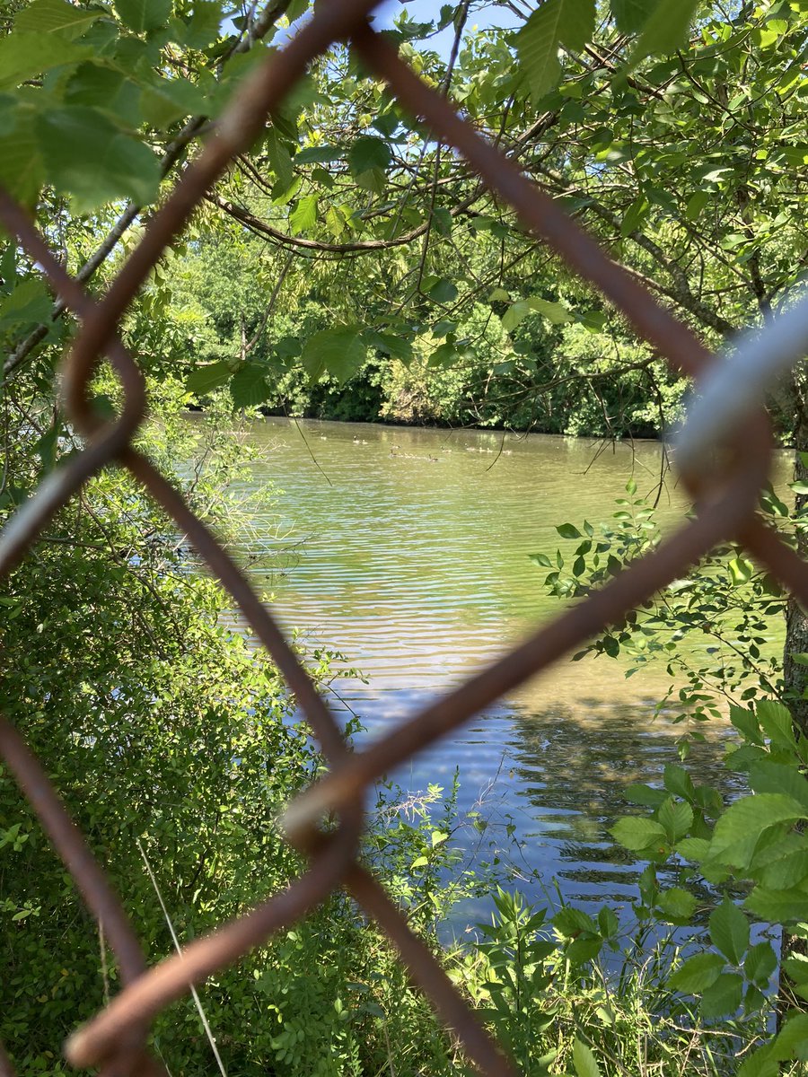 Sydney Chamberlain (@sm_chamberlain) on Twitter photo This week has been anything but a walk in the park, but today’s nature walk with my scientists sure did help! 🌱 We found baby geese, rabbits, turtles, an old bird nest, and lots of different plants. <a href="/RosemontForest/">Rosemont Forest Elem</a> <a href="/CatherineSemin5/">Catherine Semine</a> This week has been anything but a walk in the park, but today’s nature walk with my scientists sure did help! 🌱 We found baby geese, rabbits, turtles, an old bird nest, and lots of different plants. <a href="/RosemontForest/">Rosemont Forest Elem</a> <a href="/CatherineSemin5/">Catherine Semine</a>