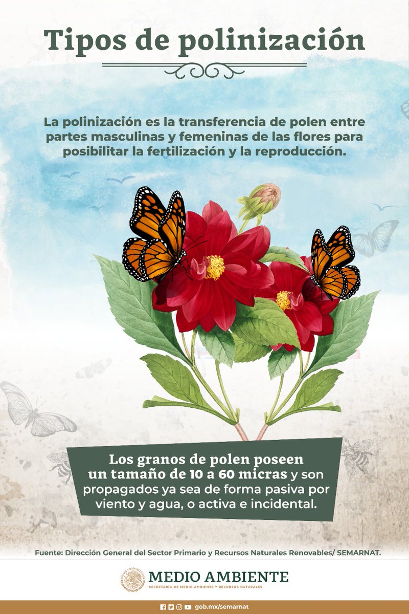 La #polinización garantiza que las plantas produzcan semillas y frutos, lo que le permite lograr cultivos de frutas y verduras de mayor tamaño y mejor calidad.🌺🐝🦇🐦🦋

Te compartimos más. 👇🏽
#TemporadaDePolinizadores