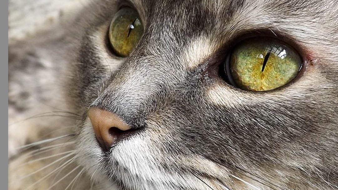 amparanimal's tweet photo. Ajude os animais usando seu cartão @visa_br! Entre no site da Visa; Clique em “Quero aproveitar”; “Apoie uma causa”; Animais; Selecione a AMPARA; Preencha o formulário; Pronto: Ao comprar, a Visa doa parte do valor para nós! #amparaparceria #amparanimal #protecaoanimal #doeampare https://t.co/pgYrtW0Y0e