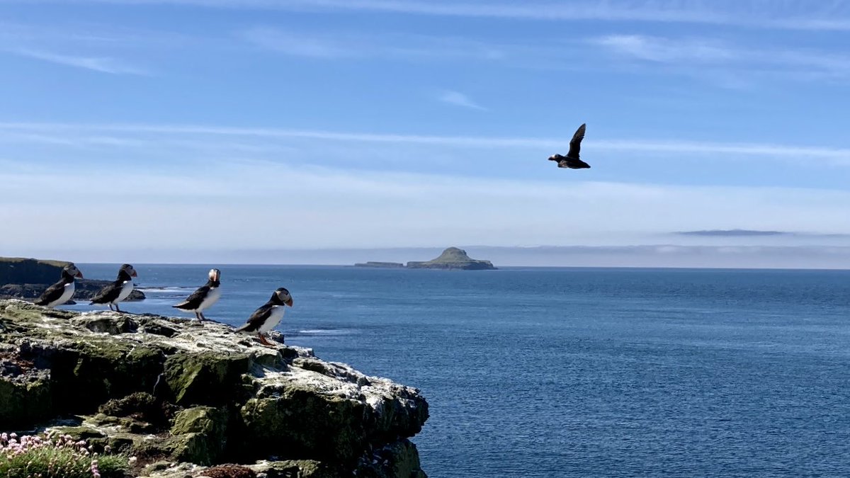 Sean Poynter (@sean_poynter7) on Twitter photo Puffins on Lunga today Puffins on Lunga today
