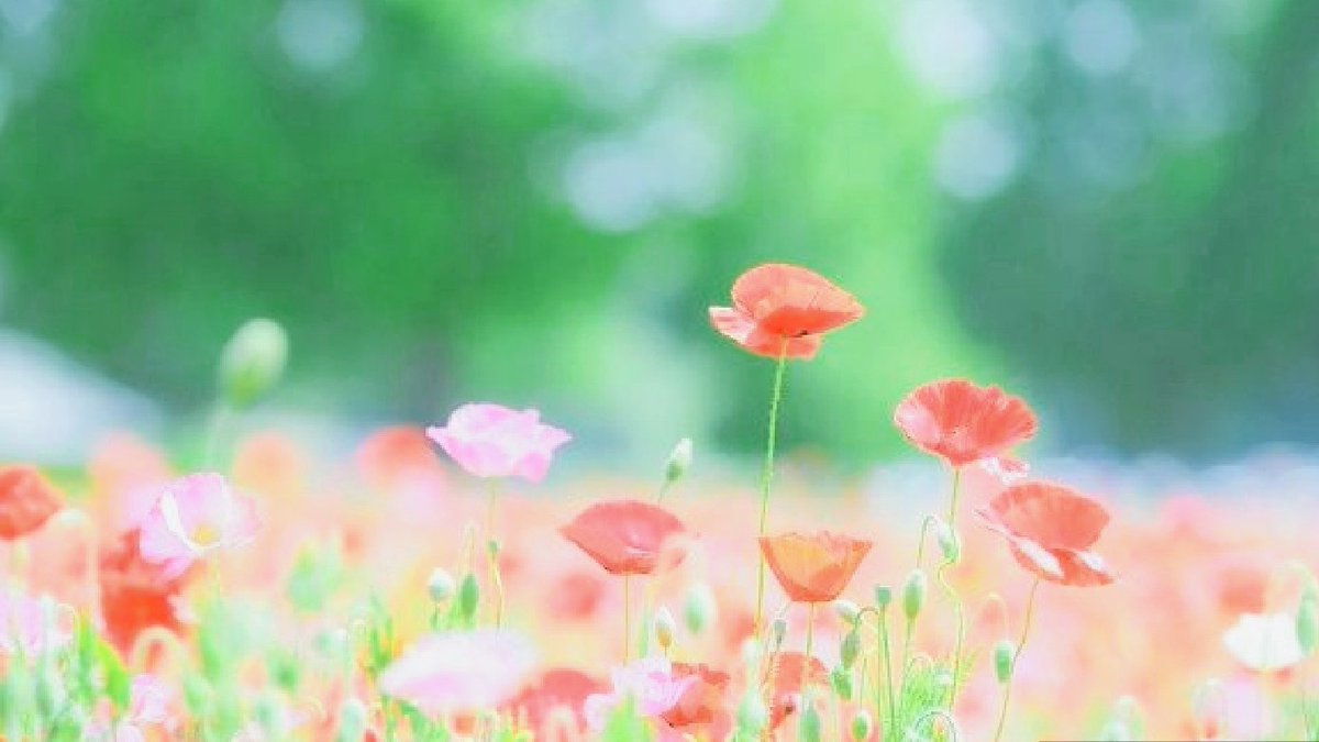 Keiko_621a's tweet photo. ♡†♡
Good Morning ~ ※。.:*:・'°☆ 

ﾂﾕﾉ晴ﾚﾏﾆ~☔🌈

　　 🍃💛🧡💗🍃ﾎﾟﾋﾟｰ畑ﾍ

ｶﾜｲｸ'咲ｲﾃﾙ🍃💗🧡💛🍃

　　　　   🙏🌈~皆ｻﾏﾆｶﾝｼｬ

#ポピー #ポピーの花畑 https://t.co/6nFq3iWw77