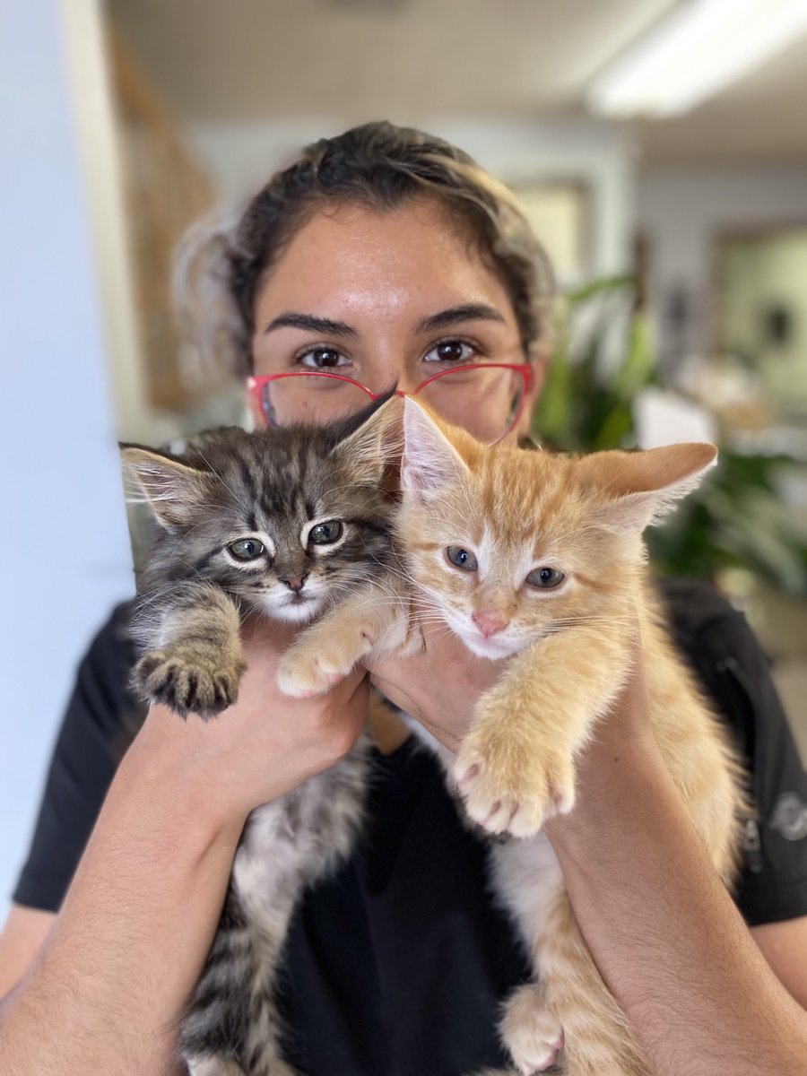 CollegeaveVet's tweet photo. Who needs a new family member?  Gray is female, orange is male.  806-894-4140 https://t.co/b1ZaZ9DfOZ