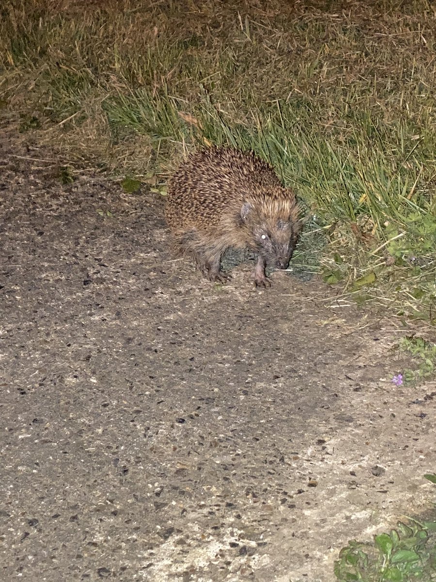 gayna hoggett tweet media