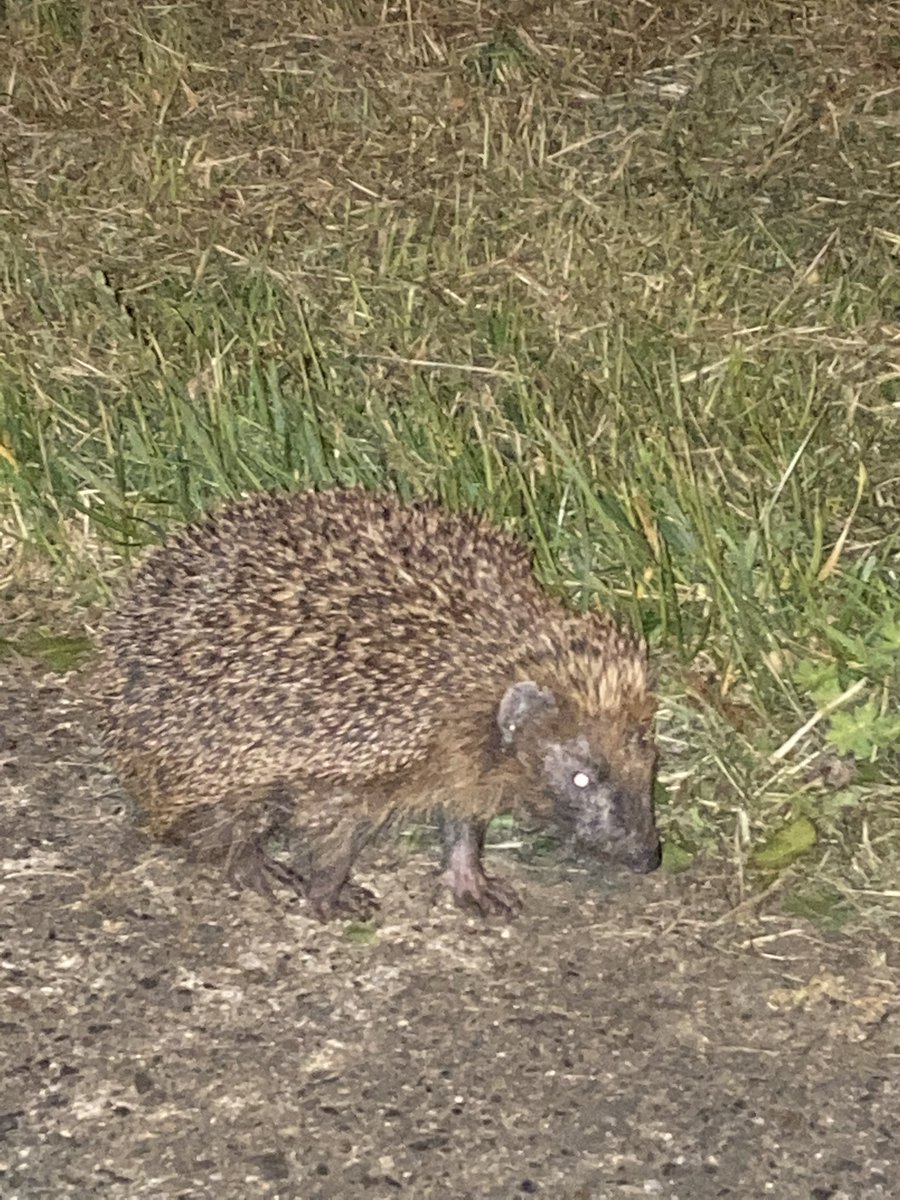 gayna hoggett tweet media