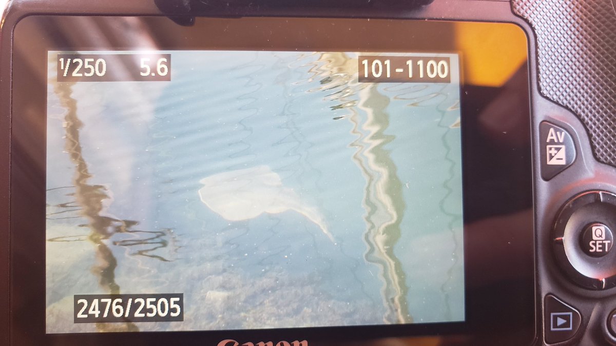 anthro_andrew's tweet photo. Blah photo quality, but I misspoke! I said Torpedo Ray, but in fact this is a Thornback Guitarfish (Platyrhinoidis triseriata)! Still really, really cool, and I swear... a good luck charm! What an amazing trip! #fishwatching https://t.co/2VOlspNRLP
