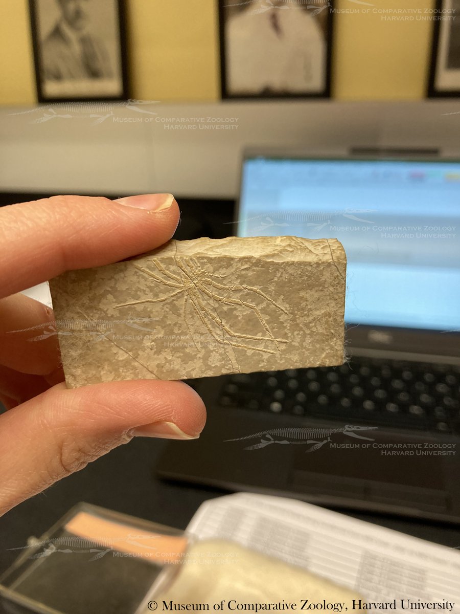 MCZpaleo's tweet photo. The #MCZinvertpaleo team is hiring an Invertebrate Paleontology #Preparator to join our team! Read about the position and apply here: https://t.co/zwIUfhoPOc https://t.co/L8ZKGrEMbr