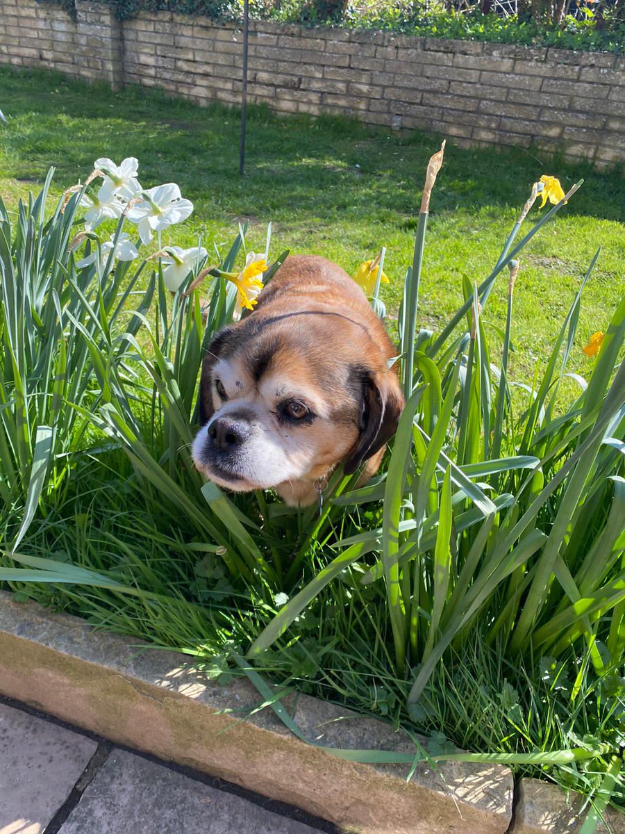 Any chance of a like for Bruiser <a href="/dog_rates/">WeRateDogs</a> he’s 16 today and a very good dog 🐶 😘