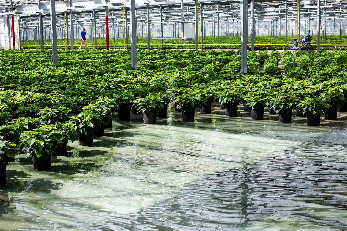 We capture about 5 million gallons of water for every inch of rain. The filtration shown here converts recaptured water back into clean water for the next watering schedule. #aroundthegreenhouses #waterrecapture #reducereuserecycle