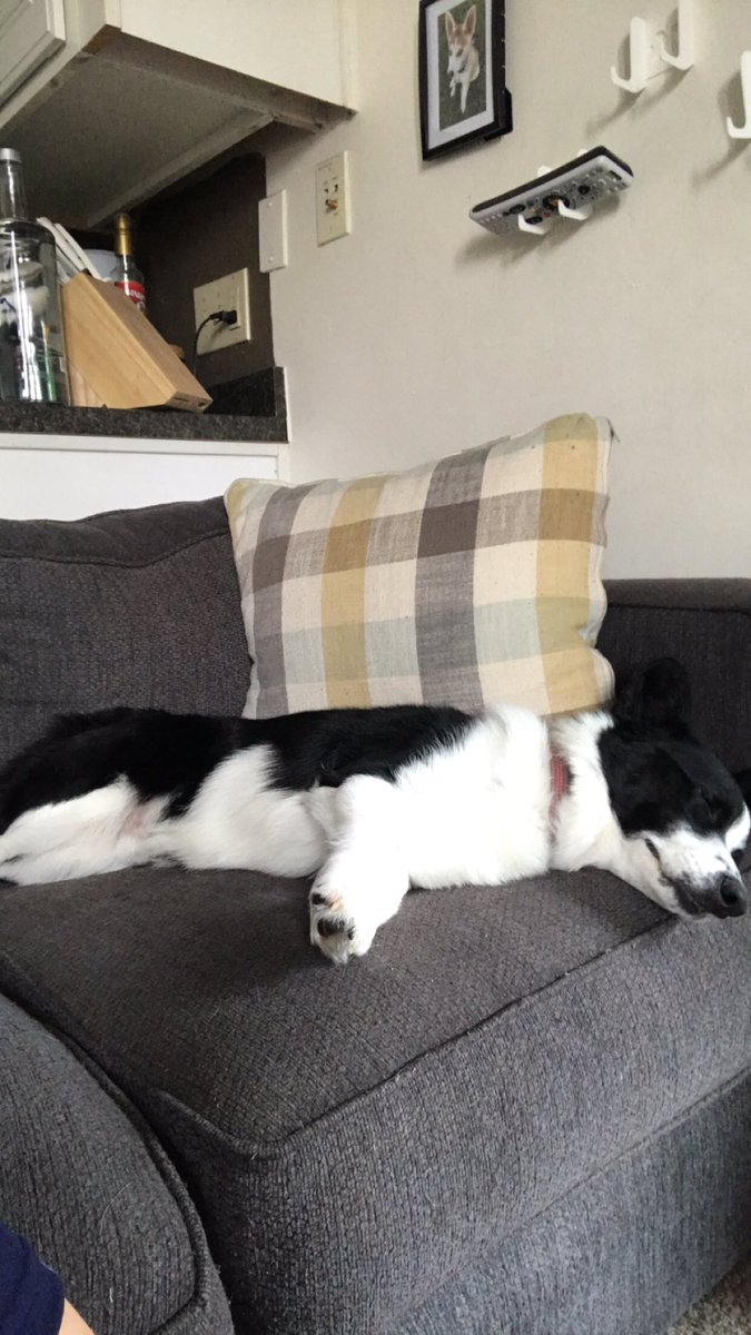 HelenKorneffel's tweet photo. @CMPRSA Here’s Georgie! He’s loving napping in the warm weather  #PetsOfPRSA https://t.co/q54aFuPt61