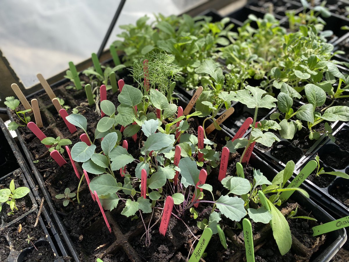 The Young Black Panther Party (@tybpp1) on Twitter photo 