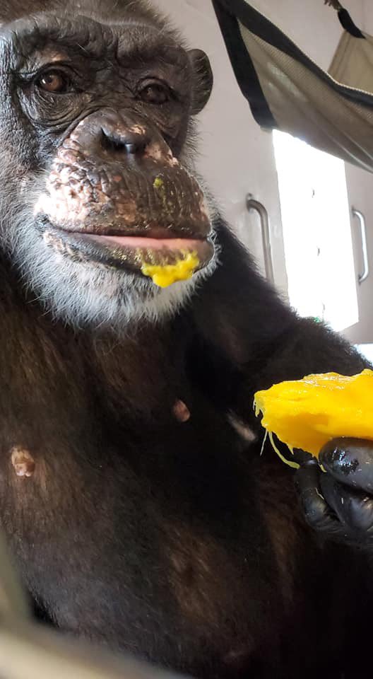 SaveTheChimps's tweet photo. I'm eating mango now... We eat well here at Save the Chimps... #IndiesTakeover https://t.co/DEsuq6slpI
