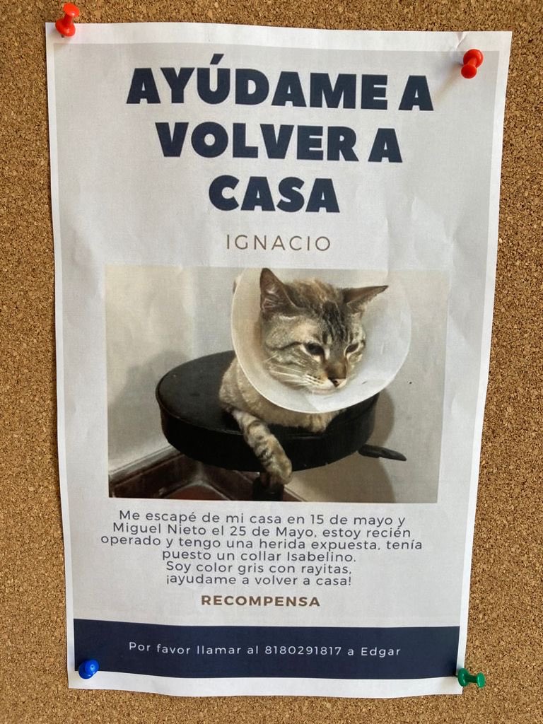 KristianMaciasF's tweet photo. Raza, Ignacio se perdió en la Miguel Nieto, aquí en el distrito. Echémosle la mano para que vuelva a su casa. Me ayudan con un RT? 🐱

@elfuturoflorece https://t.co/EFfsoxg4KK