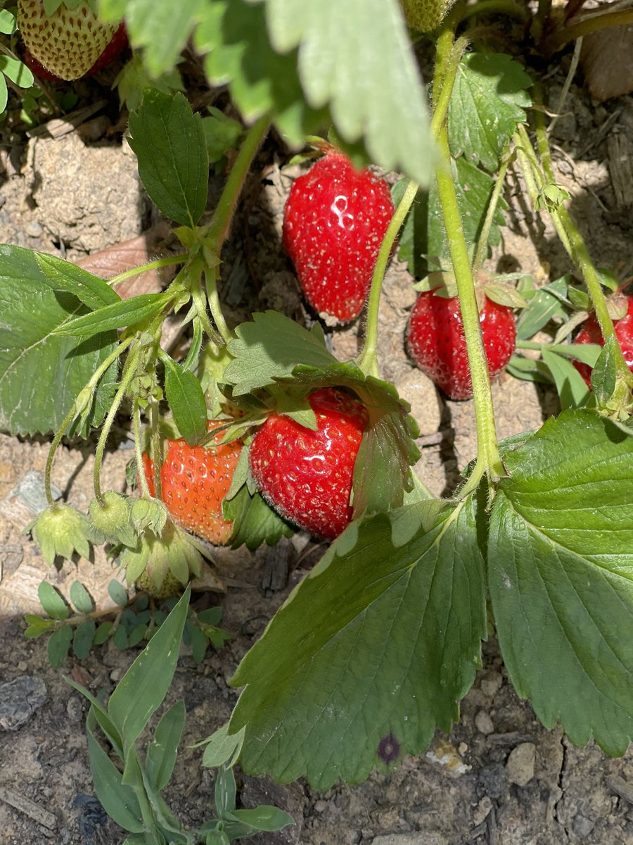 Weltens2ndGrade tweet media