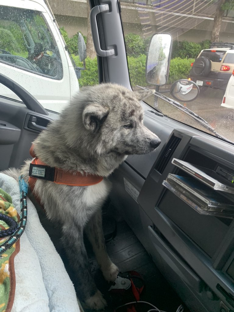 霜降り虎毛 Twitter Search