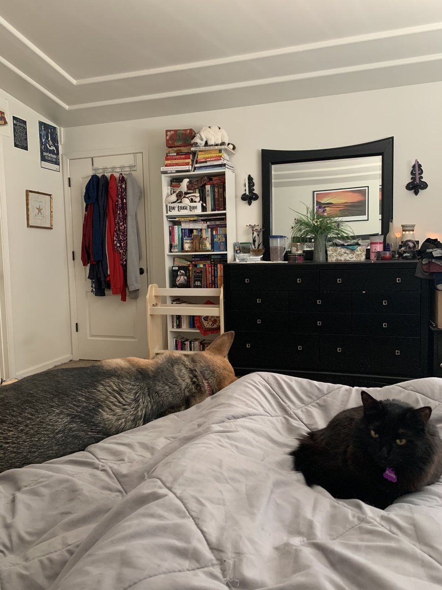 theguruofcomics's tweet image. Some days the soul wants to conquer the world but the flesh &amp;amp; bones body needs to power nap first....luckily for me, on those days I have the best napping partners in the ‘verse 😁
#achingbones #worldweary #powernap #animalBFFs #wedontdeserveanimals #Imaluckydude