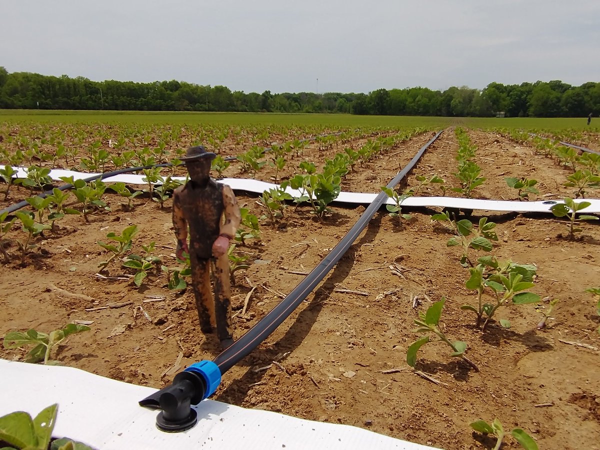 KatyMazer's tweet photo. Pete Bog, the #WetlandCowboy, supervised the installation of irrigation dripline for the drainage water recycling system at @PurdueAgronomy ACRE. Not quite finished, but the rain wanted to show us just how watering soybeans should look. #DWR #Soybeans https://t.co/pZbonidD4e