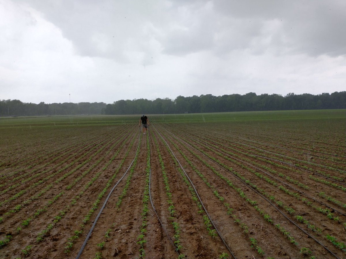 KatyMazer's tweet photo. Pete Bog, the #WetlandCowboy, supervised the installation of irrigation dripline for the drainage water recycling system at @PurdueAgronomy ACRE. Not quite finished, but the rain wanted to show us just how watering soybeans should look. #DWR #Soybeans https://t.co/pZbonidD4e