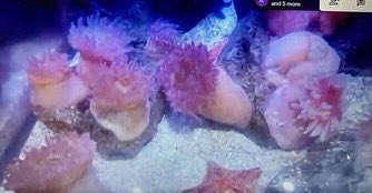 MontgomeryEleme's tweet photo. Thank you to the @OceanFirstInst and @SeacoastSciCtr for joining our first graders for our final virtual field trips of the year! What an amazing experience! 🦈🐠🦀🦞@MontgomeryNPSD https://t.co/i1YeworTnC