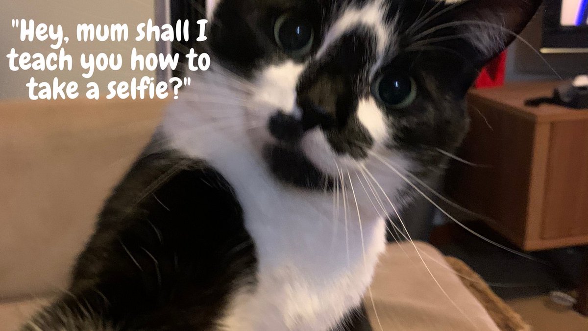 I am so bad at selfies which is something I have accepted, but now even my cat is doing them better than me.

Now we are starting to get back out at events I wish I had spent more time learning?

What do you wished you'd learnt during the last year?

#newnormal #networking