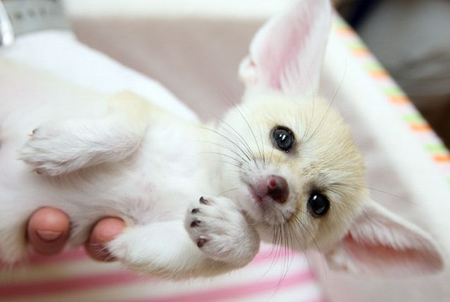 attackofthecute's tweet image. All ears. attackofthecute.com/on/?i=15508