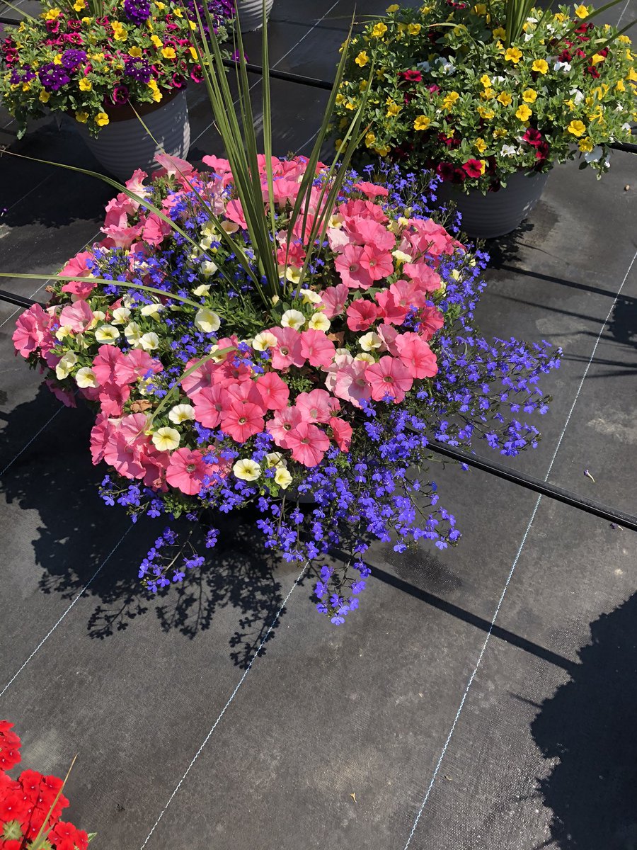 Matthew (@matthewwoodsgh) on Twitter photo Memorial Day weekend is here and your local Home Depot has tons of great planter options. <a href="/ChristineTHD/">Christine Sweeney</a> Memorial Day weekend is here and your local Home Depot has tons of great planter options. <a href="/ChristineTHD/">Christine Sweeney</a>