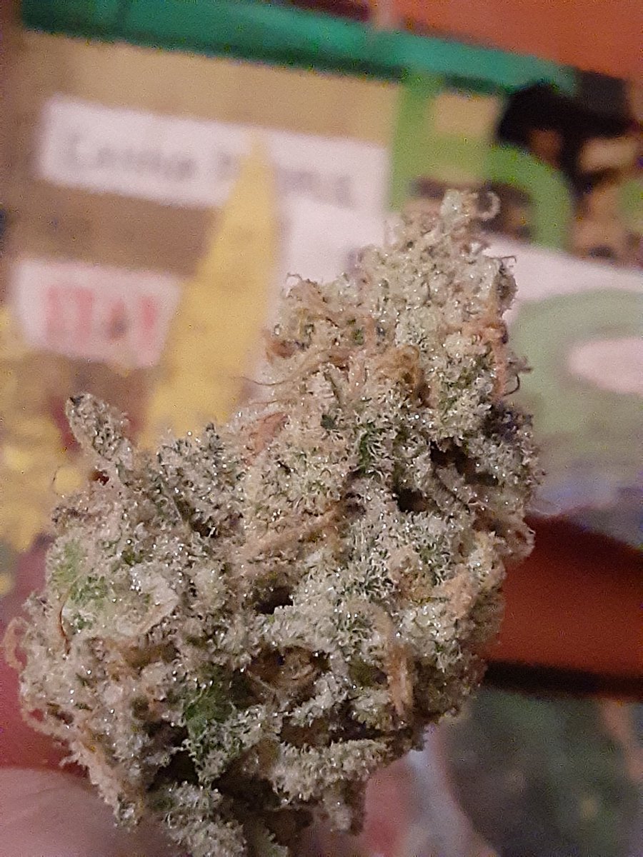 p00rBoyGenetics's tweet photo. https://t.co/kjbwZQkeLW smoke good of smoke shit it's your choice https://t.co/DjQc1aZXxZ