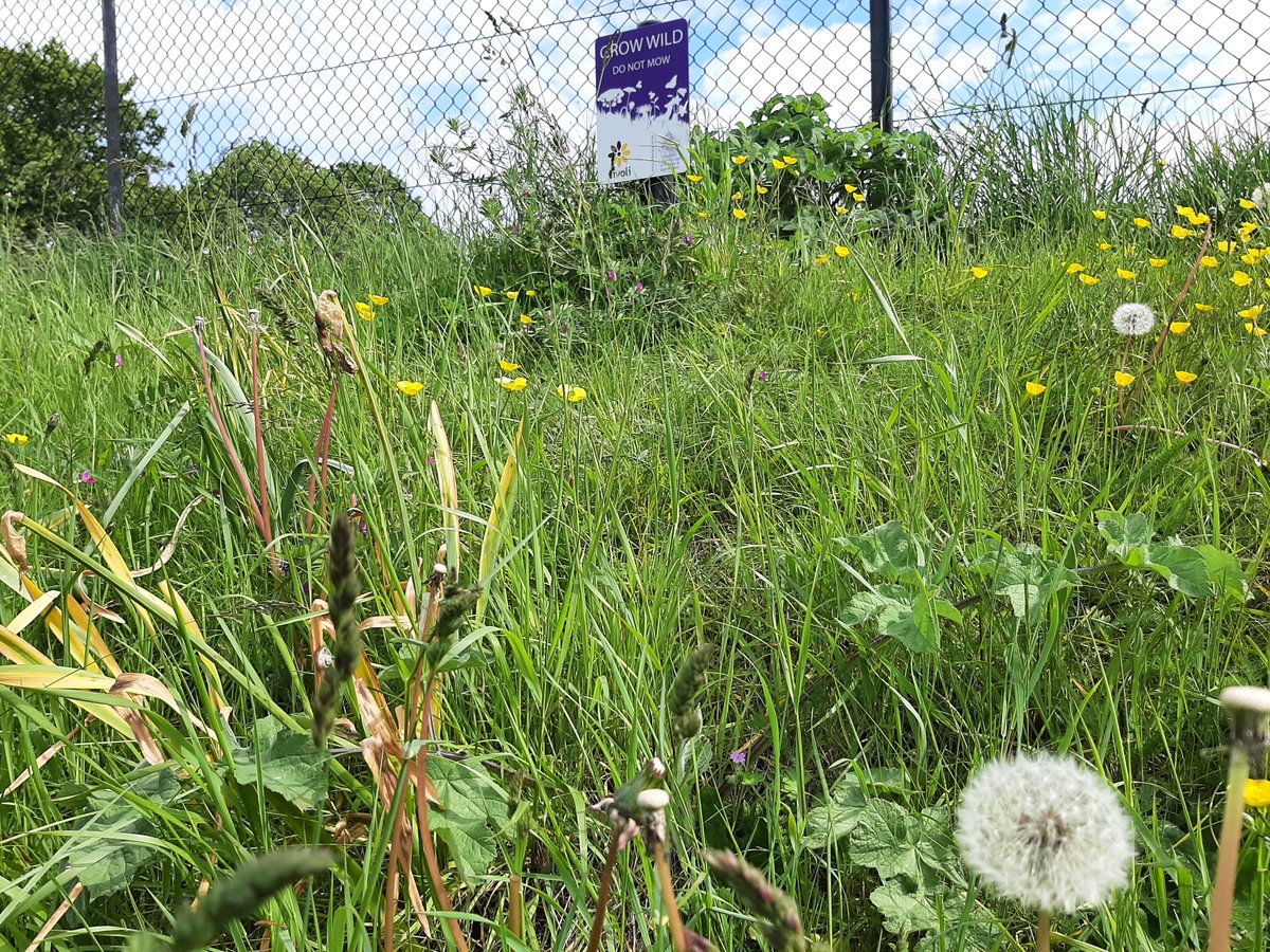 Cook76261798's tweet photo. Loving the no Mow verge near me. Well done RBWM! https://t.co/oVMrNVhApX