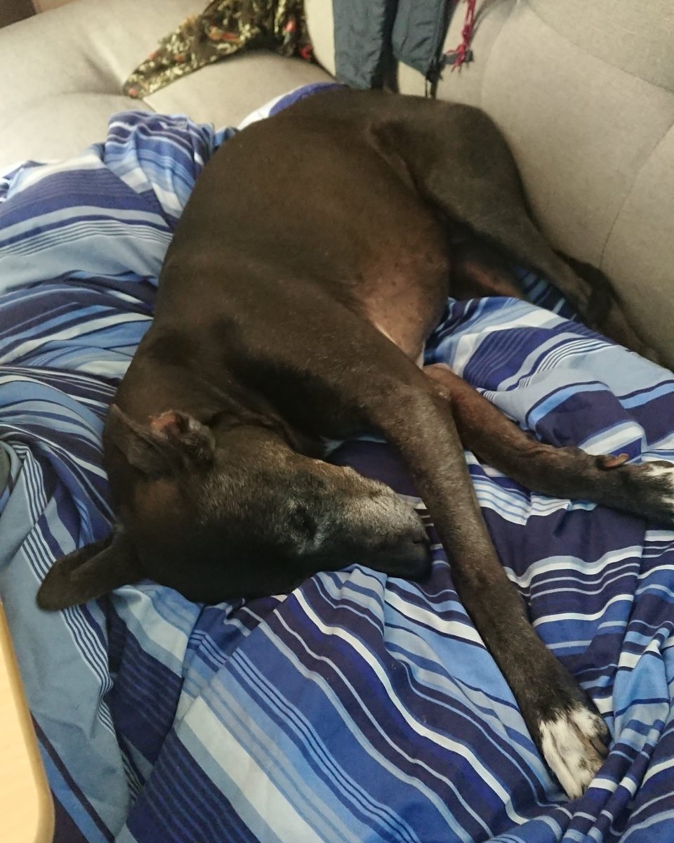 becausemilly's tweet photo. 27.05.2021 π Making memories π
I was discussing return to office strategy with a colleague today....
pretty sure I won't be going back until Clover can come with me.... so that will be never then ππΌββοΈπ
#becausemilly #CloverBray π #lurcher #rescue #senior #dogsoftwitter https://t.co/xCmpjQIovN