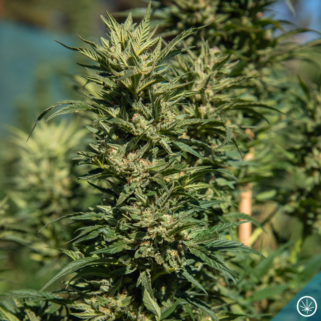 potzero420's tweet photo. 🌎🌱 Clean, green and 100% sustainable!
#PotZero #Colorado #Cannabis #ColoradoLife #ColoradoLiving #NaturalColorado #CannabisCommunity https://t.co/XL1wXdfVUE