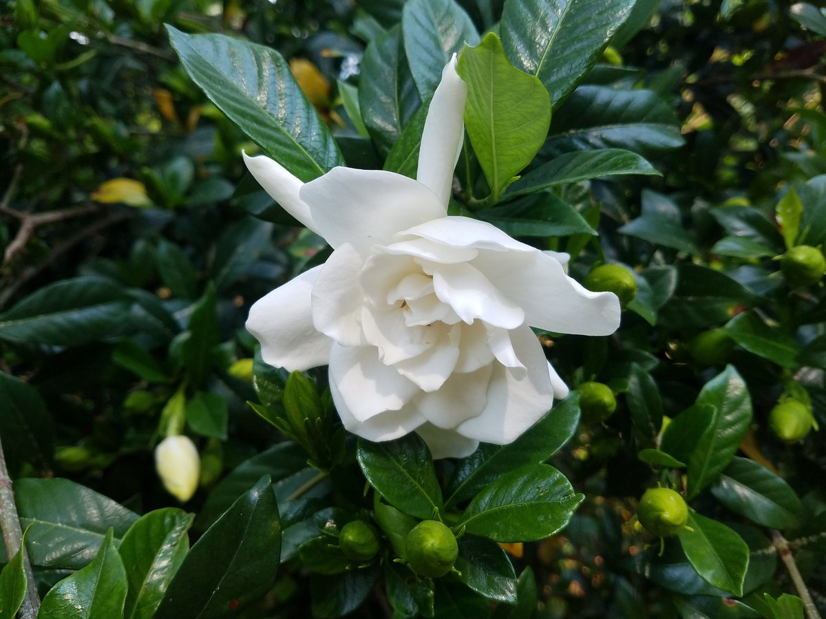 Jennifer Archambault, PhD tweet media