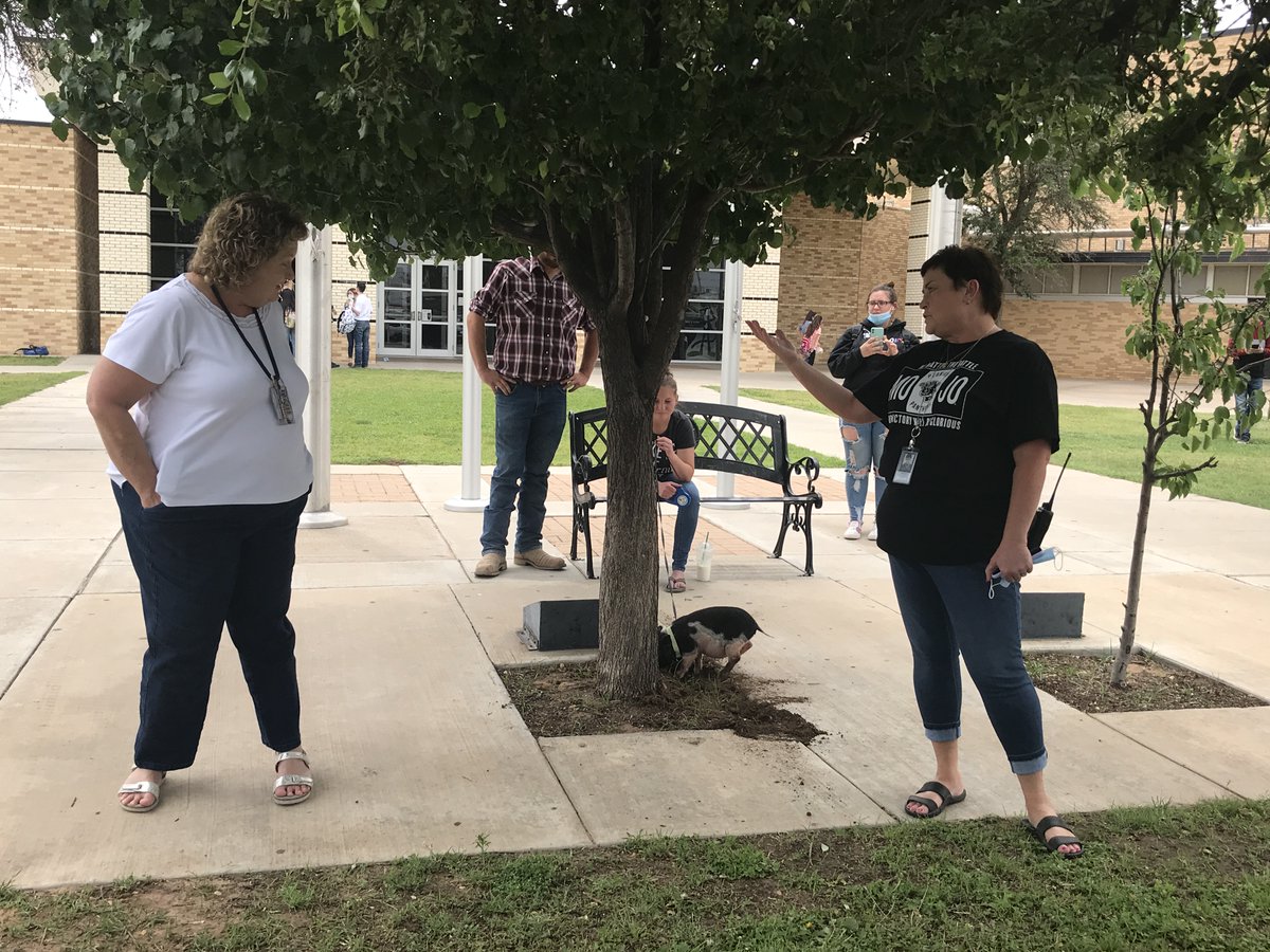 EctorCountyISD's tweet photo. Would this crazy year end any other way? @Permian_GoMOJO teachers settling a bet (English vs. Math STAAR results) by kissing a pig. English edged out Math but both paid up! #goodsports @EcisdElar @ECISDmath https://t.co/Pt0cmfn0vB