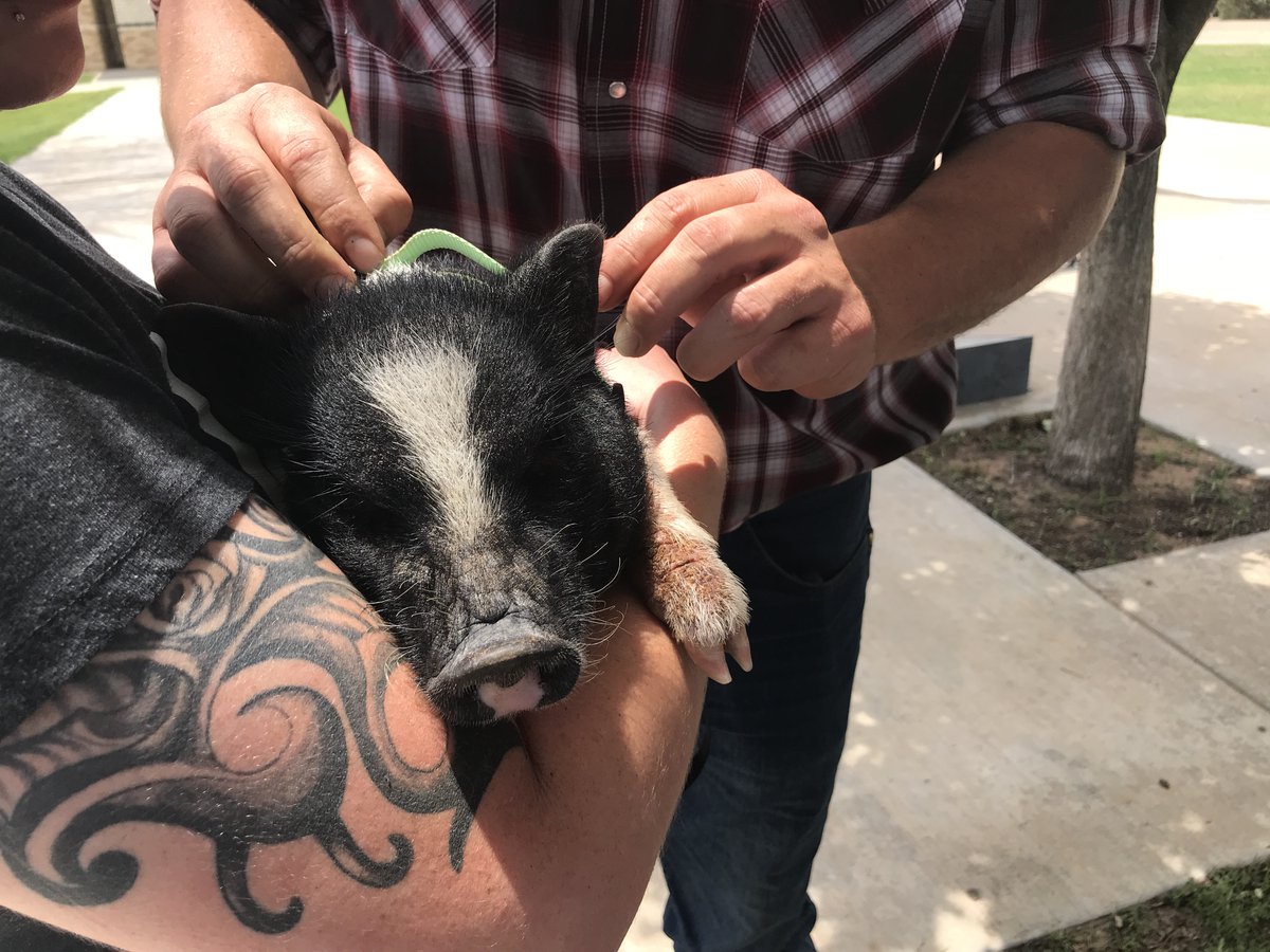 EctorCountyISD's tweet photo. Would this crazy year end any other way? @Permian_GoMOJO teachers settling a bet (English vs. Math STAAR results) by kissing a pig. English edged out Math but both paid up! #goodsports @EcisdElar @ECISDmath https://t.co/Pt0cmfn0vB