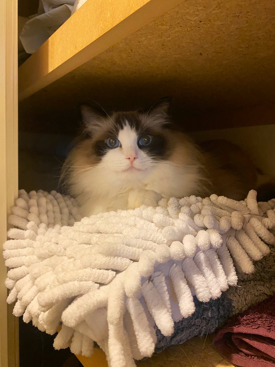 adora_belleD's tweet photo. mer-Linen cupboard. 😂🥰 #badpuns #CatsOfTwitter #RagdollCats #catsofinstagram #CatsOnTwitter #catsfirst @merlinvsnuggles https://t.co/E8MenFlSed