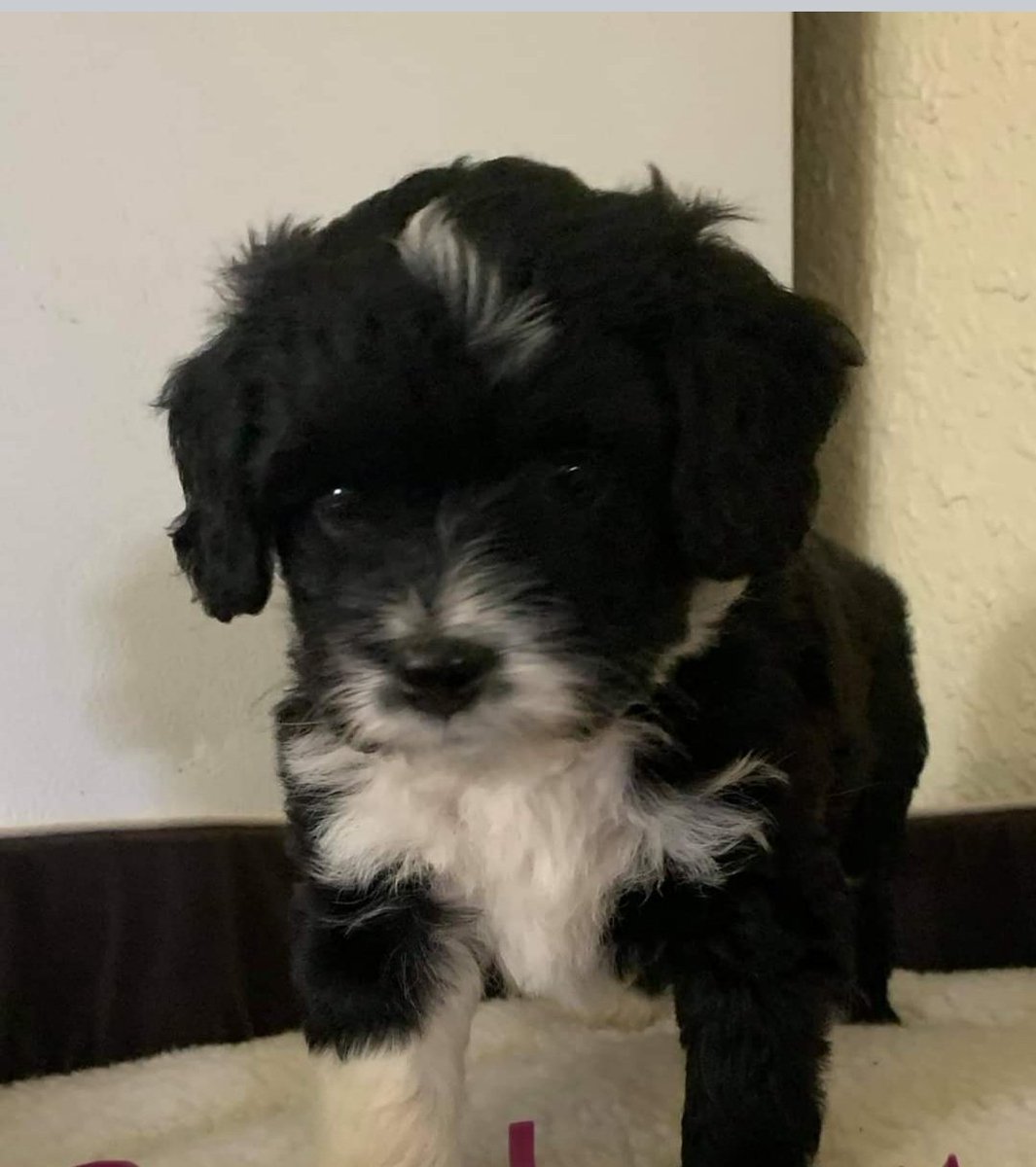 HChaos19's tweet photo. Welp I did a thing! I need name suggestions!! https://t.co/lFjnCfERuu