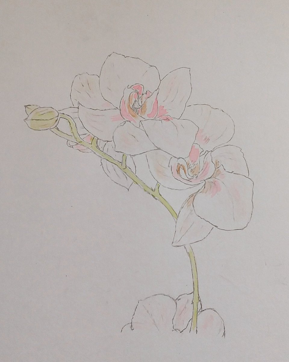 Twoucan 胡蝶蘭 の注目ツイート イラスト マンガ コスプレ モデル