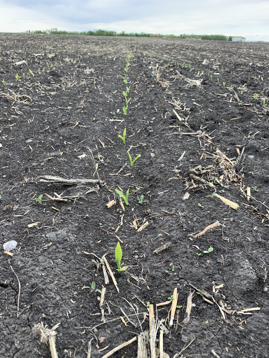 MegDesjardins's tweet photo. Found my ๐ฝ Happy Place today up in @MNesbitt_Dekalb @elbrockstar territory! @DEKALB_Canada DKC21-36RIB off to a great start!! I donโt know why corn makes me happy but it does! #silage21 #moochew #cornytweet #cornnut #westcdnag https://t.co/uJdkCjR94L