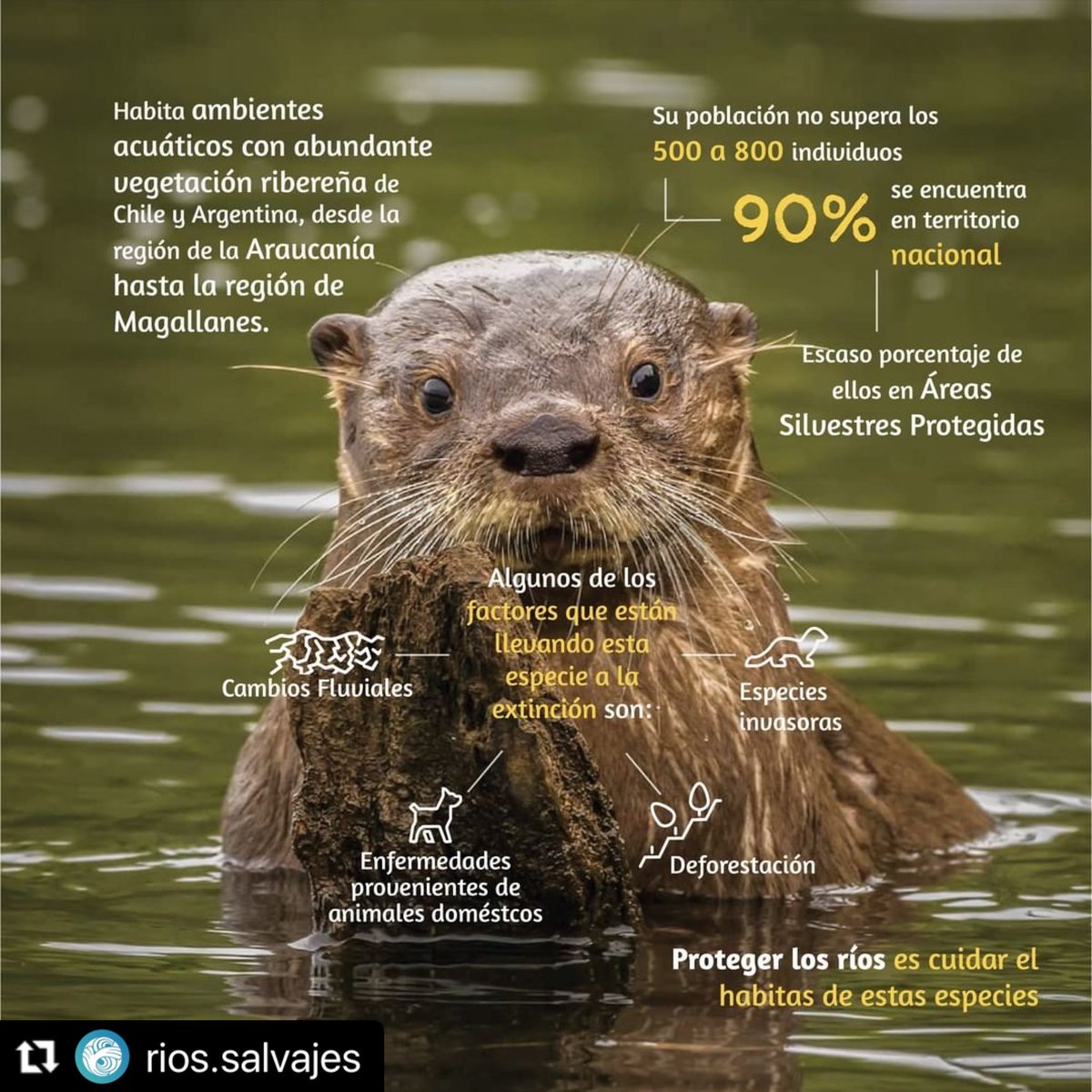 patagoniamyt's tweet image. Huillín, carismático mamífero acuático muy difícil de encontrar, perteneciente a la familia de los mustélidos y la subfamilia de las nutrias. Habita ambientes acuáticos con abundante vegetación ribereña, desde la región de la Araucanía hasta la región de Magallanes.