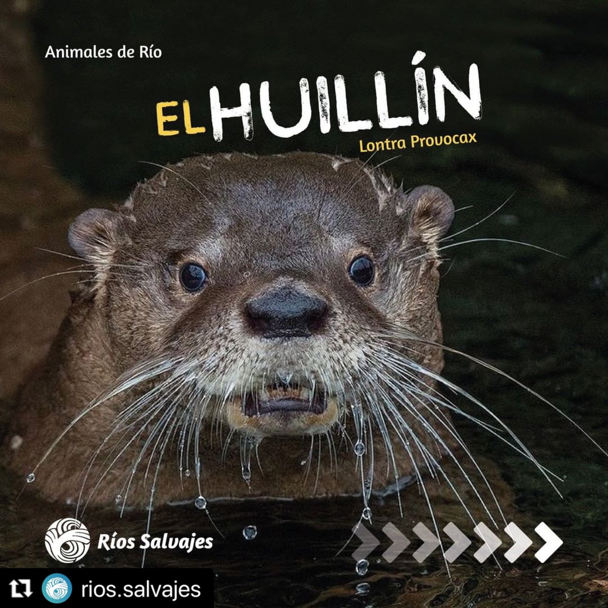 patagoniamyt's tweet image. Huillín, carismático mamífero acuático muy difícil de encontrar, perteneciente a la familia de los mustélidos y la subfamilia de las nutrias. Habita ambientes acuáticos con abundante vegetación ribereña, desde la región de la Araucanía hasta la región de Magallanes.