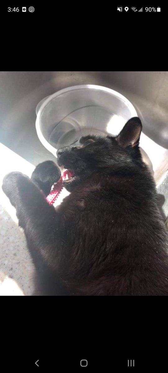 _simply_hailey_'s tweet photo. @xtineschiefer Im on ep 212 &amp; your talking about Moony taking your stuff. I feel I have to show you my cat Binx He takes our stuff &amp; brings it to the top of the stairs &amp; leaves it as an "offering" He's even brought me a half full cup of water from the sink all the way upstairs! https://t.co/Gw2UdMWLZW