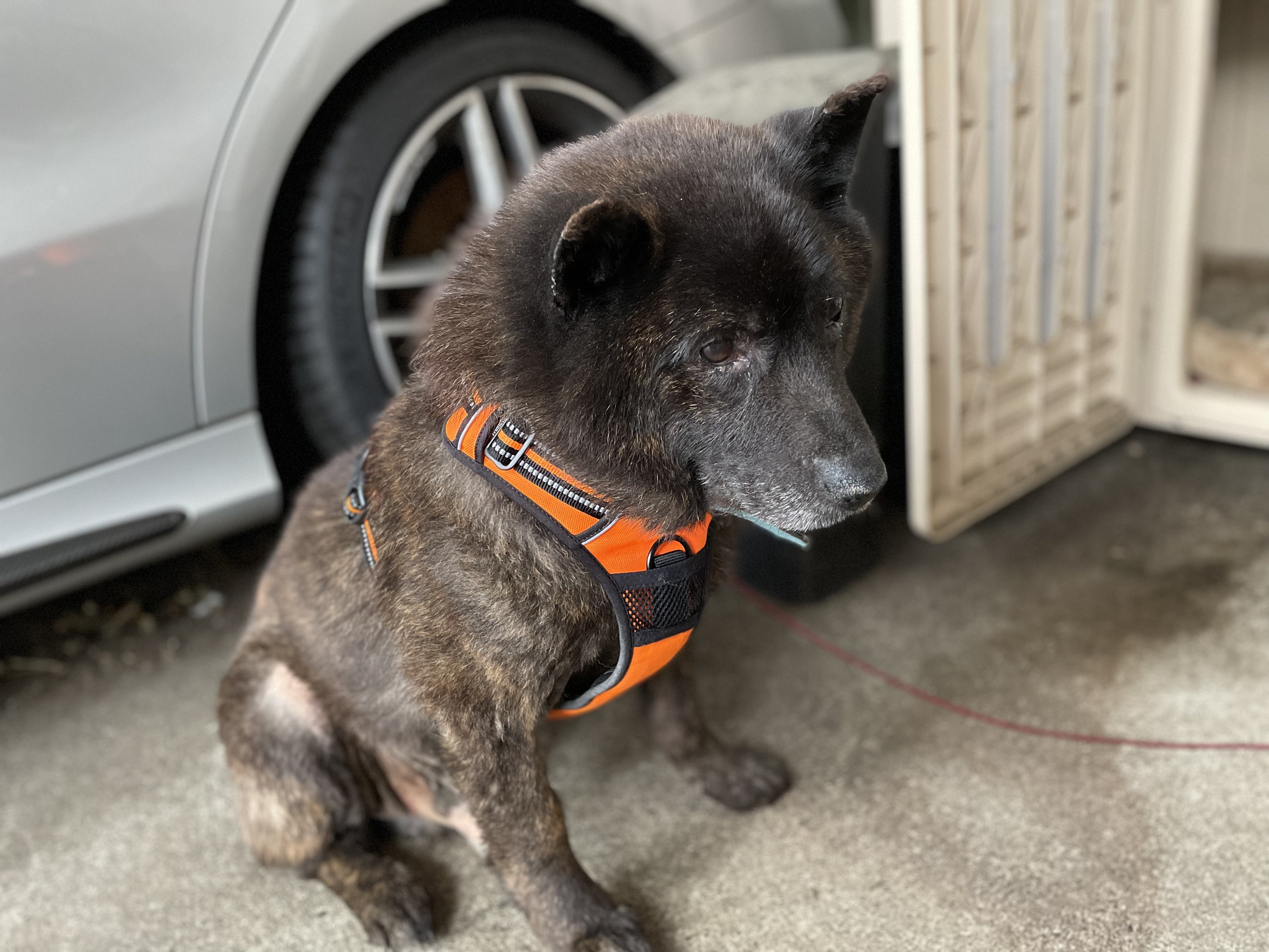 芦澤唯志 発達障害当事者 指導者 犬が人間にとって本当にかけがえのないもの 生の同伴者といった存在になるのは 犬 が老い始めてからだ 中野孝次さんの名言 入院していた甲斐犬の勘助が帰ってきました 一時は点滴して動けないぐらい弱っていて