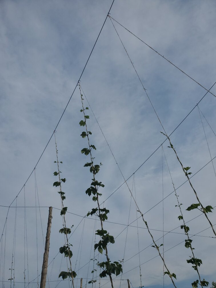 First to the wire. Hops are working it at Valley View Foundation. Now, I’ve got to dress another 5000’ of veg rows, drop fabric and transplant ~3500 nightshades by end of next week. Basil and herbs are in. Late by two weeks, but it goes slow building soil.