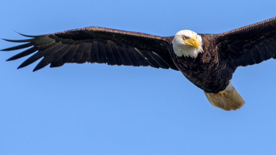 AndyMysticRive1's tweet photo. When a Bald-Eagle picture is in focus (more or less), post to Twitter.  Mystic Lakes, @MedfordMass, 5/27/21. One of many bird predators here for the river herring migration.  #birdvsfish @MysticMyRWA https://t.co/vWPS76je0q
