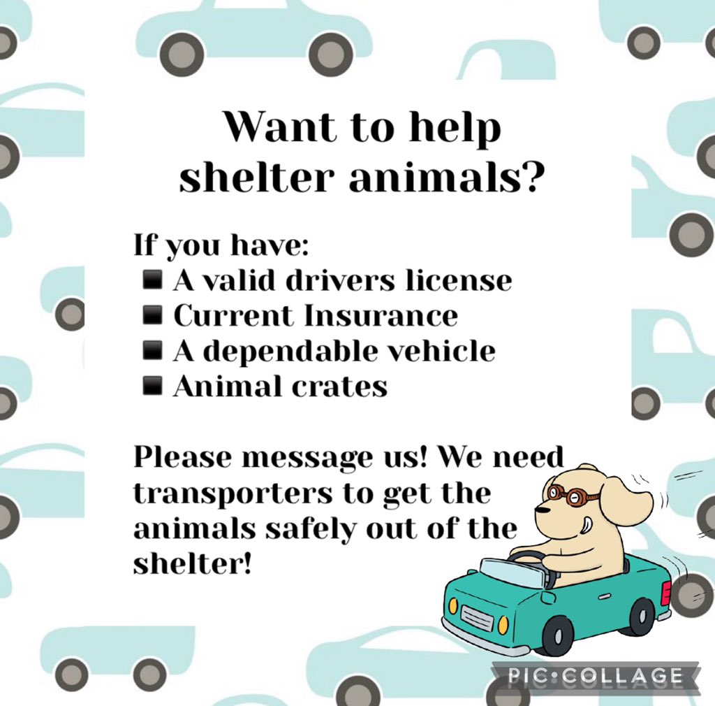 FriendsOfDuplin's tweet photo. Transporters are needed to help get animals out of the Duplin shelter. DM us if you’d like to help. 
#FODC #Transporters #shelterpets https://t.co/z5jVCMOYKQ