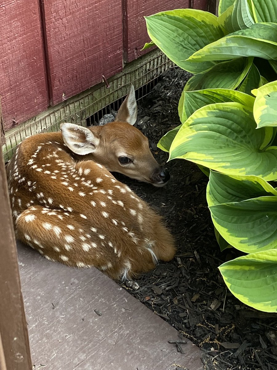 yvesjureumi's tweet photo. THERES A BABY DEER IN MY YARD https://t.co/w7nHfQMoDt