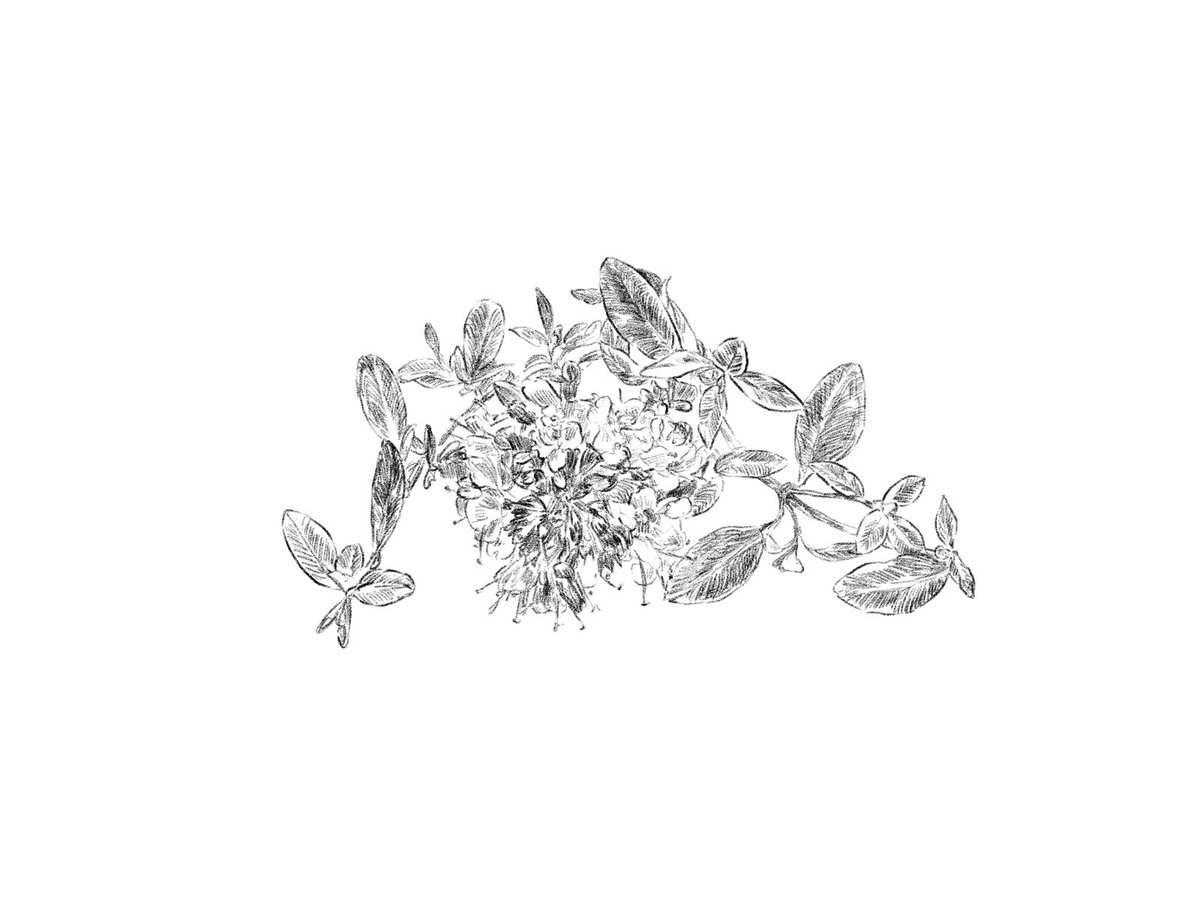 えんぴつ イラストacにて 無料イラスト販売中 リクエストもお気軽に 現在食材の鉛筆画創作期間中 飲食店様の印刷物等の支援になれば幸いです 素材集 イラスト えんぴつ画 フリー素材イラスト イラストac Imagematerial Freeimages