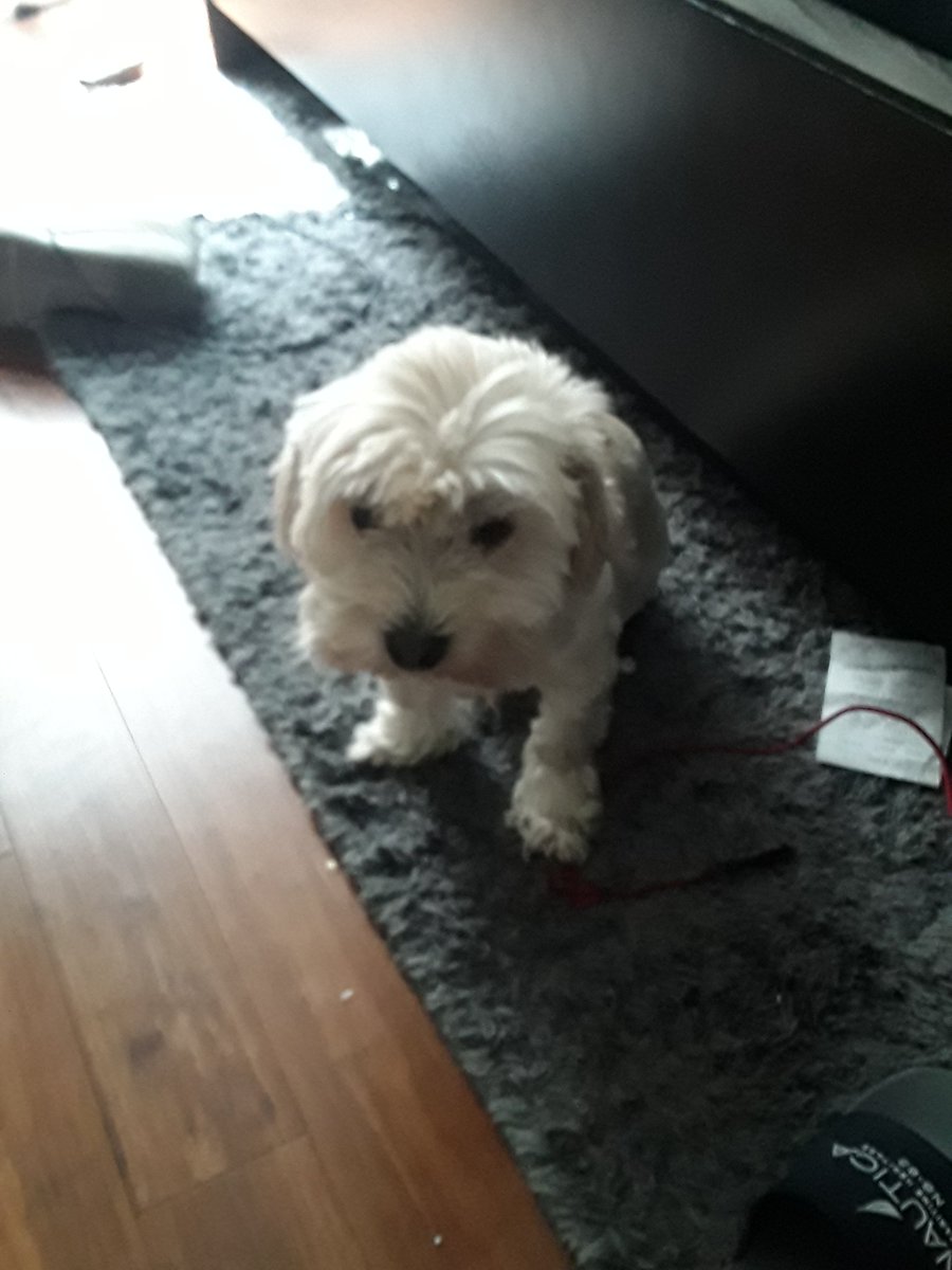 ayee_3e's tweet photo. #stonepapet dog https://t.co/VSi1JxdklR