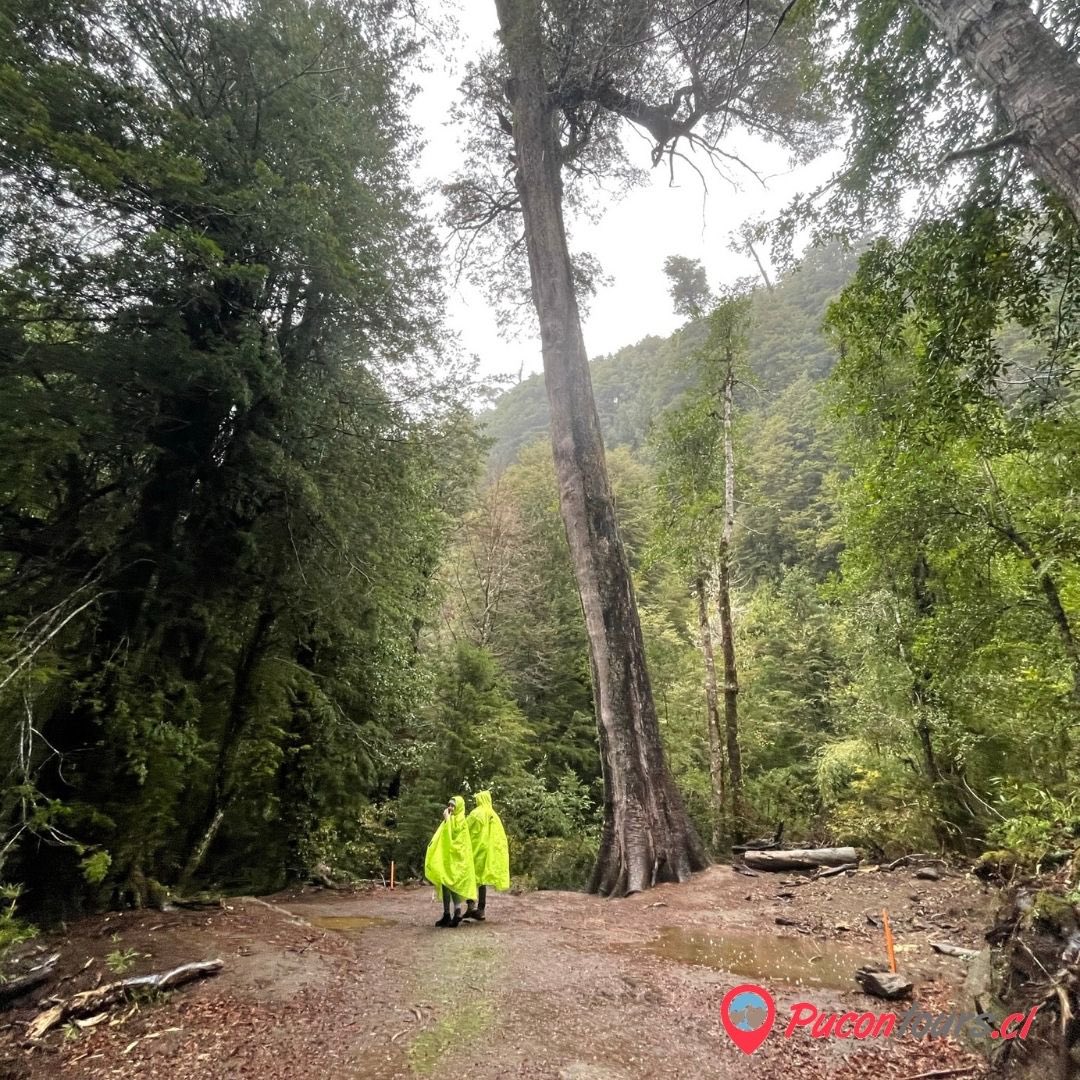pucontours1's tweet photo. Un paseo por el bosque renueva todas tus energías
#FelizJueves #DeEstaSalimosJuntos #llegoelinvierno https://t.co/B26VpFYcDl