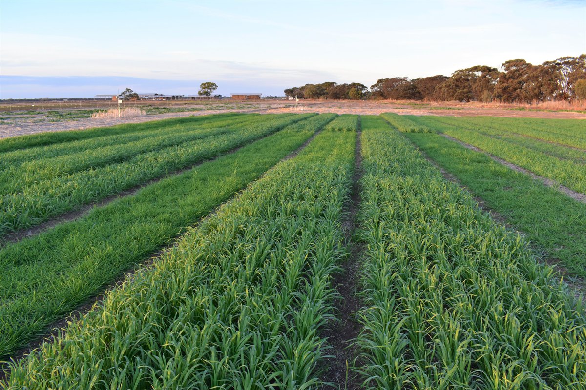 Do more stems mean finer, better quality stems for fodder? Our @MurrayDairy #Fodder4Future trial is looking at 2 cereal crops, 2 time of sowings and 4 seeding rates to help us determine the optimum population for DM yield & feed quality. https://t.co/zKVCIuxGWN