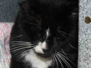 PetfindToronto's tweet photo. #BATHURSTST #RANEEAVE Pls RT2unite #FOUND #CAT- 5/25 #Toronto Animal Services A892298 #NORTH  416-338-8723  BLACK DSH M/?Yr https://t.co/XBVcR4lJ9P